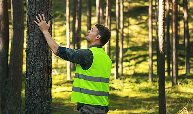 Sustainable Forests