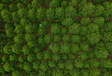 Relatório de Sustentabilidade 2021