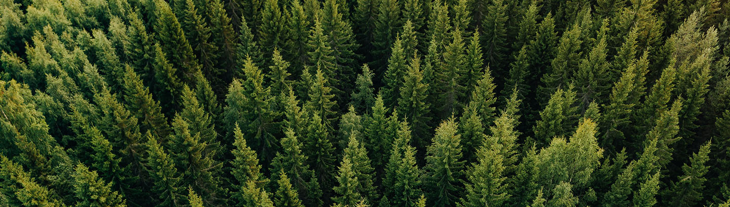 Mantener la forestación – Para su futuro y el nuestro