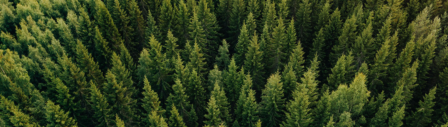 Keeping Forestland Forested – For Your Future and Ours