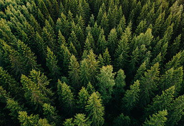 Keeping Forestland Forested – For Your Future and Ours