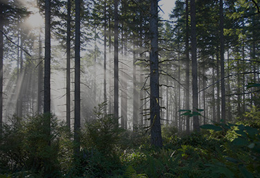 Sustainability Policies