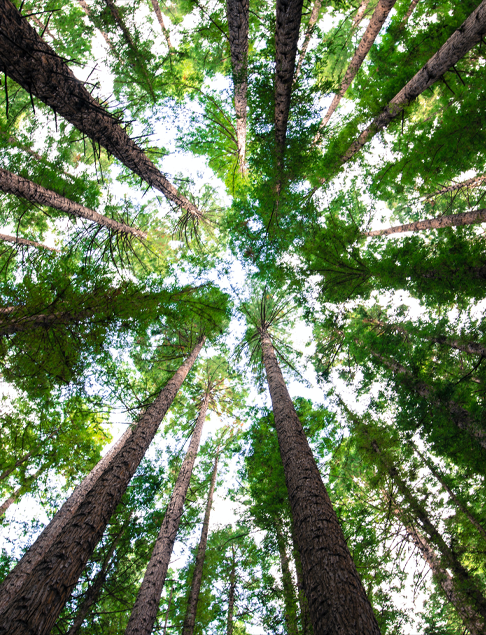 Bosques sustentables
